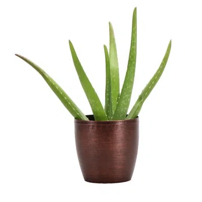 Thorsen's Greenhouse Live Aloe Vera Plant In Classic Pot In Brown
