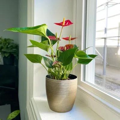 Thorsen's Greenhouse Live Anthurium Plant In Gold Pot In Green