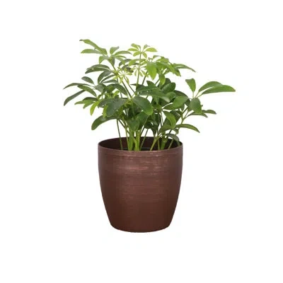 Thorsen's Greenhouse Live Arboricola Plant In Classic Pot In Copper