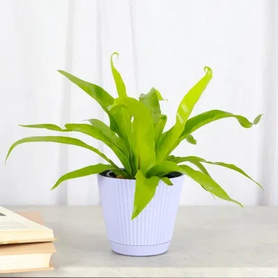 Thorsen's Greenhouse Live Bird's-nest Fern Plant In Ruffle Pot, 4-inch Diameter In Lavender