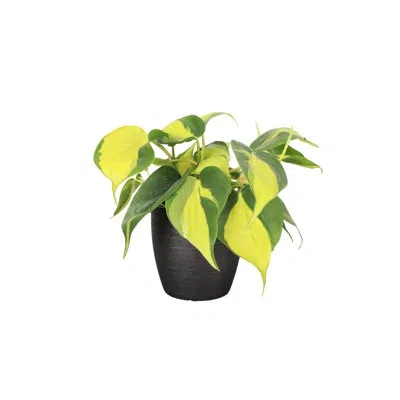 Thorsen's Greenhouse Live Brazil Philodendron Plant In Classic Pot In Green