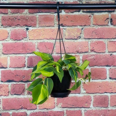 Thorsen's Greenhouse Live Brazil Philodendron Plant In Hanging Pot In Green