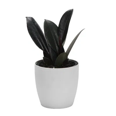 Thorsen's Greenhouse Live Burgundy Rubber Plant In Classic Pot In White