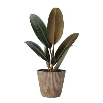 Thorsen's Greenhouse Live Burgundy Rubber Plant In Ruffle Pot, 4-inch Diameter In Coffee