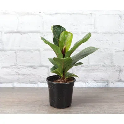 Thorsen's Greenhouse Live Fiddle Leaf Fig Plant In Green
