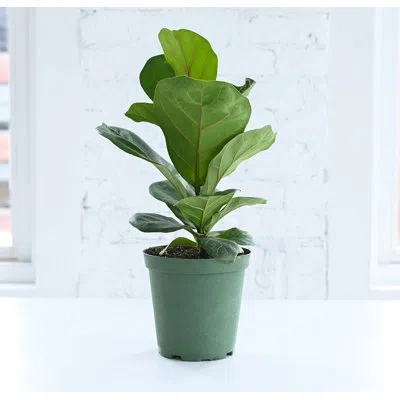 Thorsen's Greenhouse Live Fiddle Leaf Fig Plant, 6" Diameter In Green