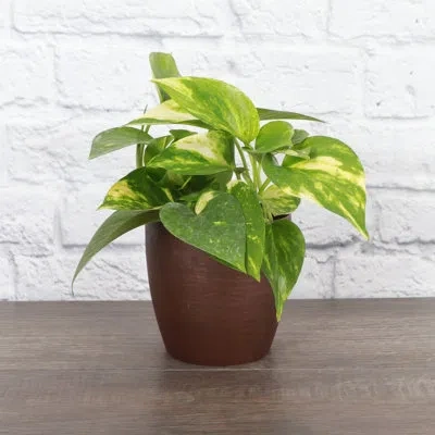 Thorsen's Greenhouse Live Golden Pothos Plant In Classic Pot In Copper