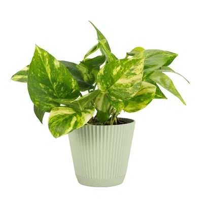 Thorsen's Greenhouse Live Golden Pothos Plant In Ruffle Pot, 4-inch Diameter In Sage