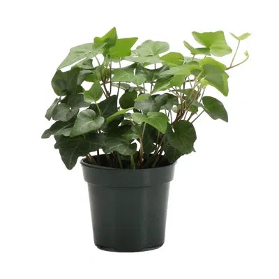 Thorsen's Greenhouse Live Green Ivy Plant