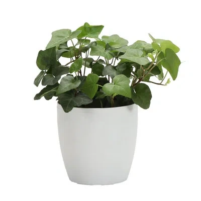 Thorsen's Greenhouse Live Green Ivy Plant In Classic Pot In White