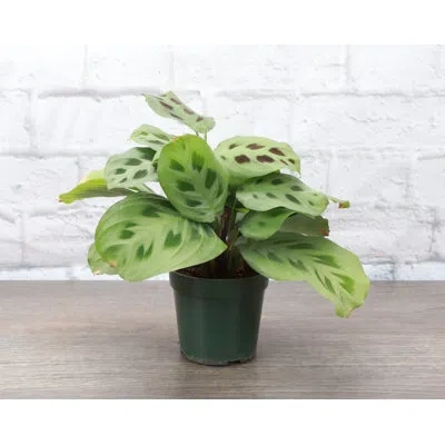 Thorsen's Greenhouse Live Green Prayer Plant