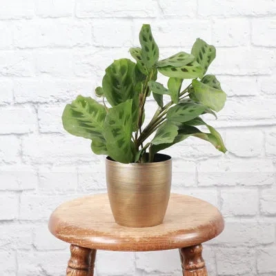 Thorsen's Greenhouse Live Green Prayer Plant In Classic Pot