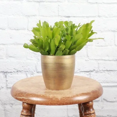 Thorsen's Greenhouse Live Holiday Cactus Plant In Gold Pot In Green