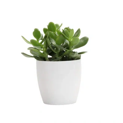 Thorsen's Greenhouse Live Jade Plant In Classic Pot In White