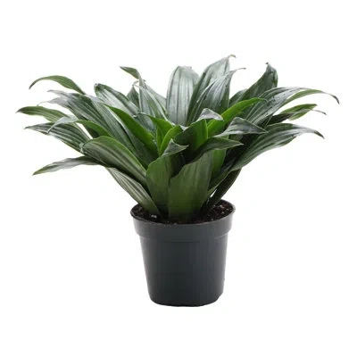 Thorsen's Greenhouse Live Janet Craig Compacta Plant In Green