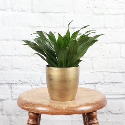 Thorsen's Greenhouse Live Janet Craig Compacta Plant In Classic Pot