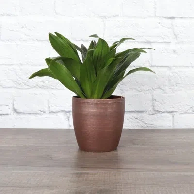 Thorsen's Greenhouse Live Janet Craig Compacta Plant In Classic Pot In Copper