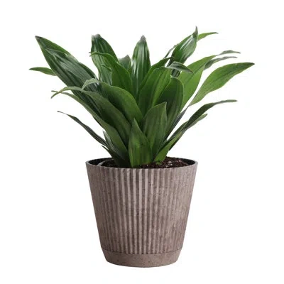 Thorsen's Greenhouse Live Janet Craig Compacta Plant In Ruffle Pot, 4-inch Diameter In Coffee