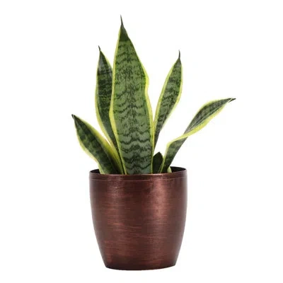 Thorsen's Greenhouse Live Laurentii Snake Plant In Classic Pot In Green