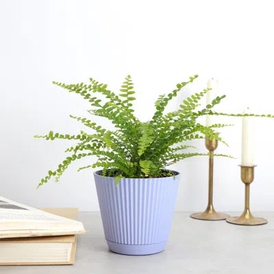 Thorsen's Greenhouse Live Lemon Button Fern Plant In Ruffle Pot, 4-inch Diameter In Green