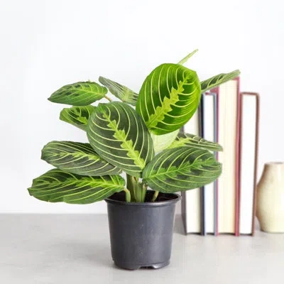 Thorsen's Greenhouse Live Lemon Lime Prayer Plant In Green