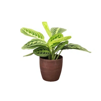 Thorsen's Greenhouse Live Lemon Lime Prayer Plant In Classic Pot In Copper