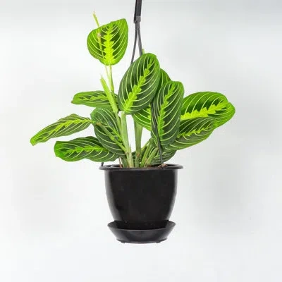 Thorsen's Greenhouse Live Lemon Lime Prayer Plant In Hanging Pot
