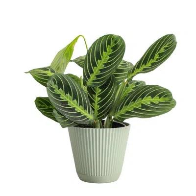 Thorsen's Greenhouse Live Lemon Lime Prayer Plant In Ruffle Pot, 4-inch Diameter In Sage