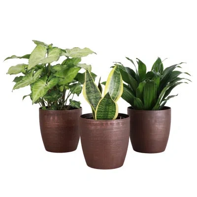 Thorsen's Greenhouse Live Low Light Houseplant Set In Green