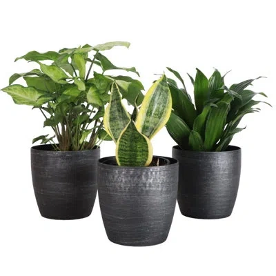 Thorsen's Greenhouse Live Low Light Houseplant Set Of 3 In Black