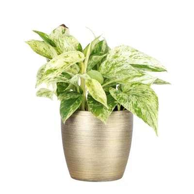 Thorsen's Greenhouse Live Marble Queen Pothos Plant In Classic Pot