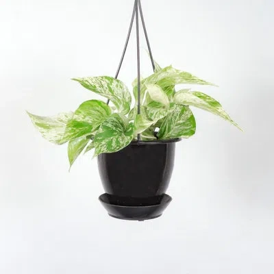 Thorsen's Greenhouse Live Marble Queen Pothos Plant In Hanging Pot