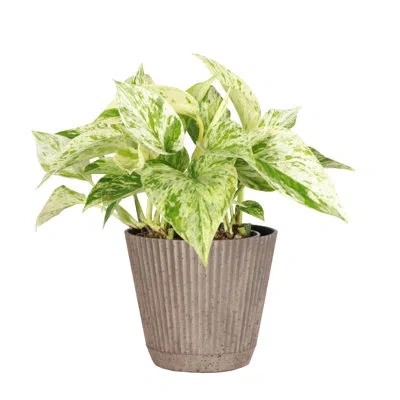 Thorsen's Greenhouse Live Marble Queen Pothos Plant In Ruffle Pot, 4-inch Diameter In Coffee