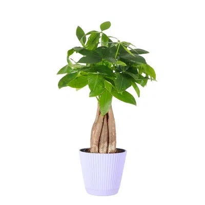 Thorsen's Greenhouse Live Money Tree Plant In Ruffle Pot, 4-inch Diameter In Lavender