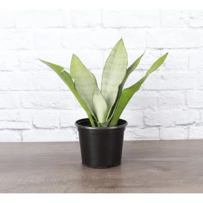 Thorsen's Greenhouse Live Moonshine Snake Plant, 6" Diameter In Multi