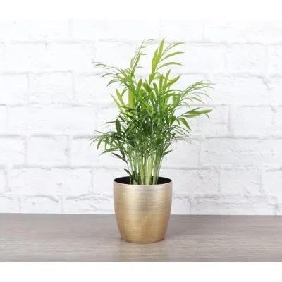 Thorsen's Greenhouse Live Neanthe Bella Palm Plant In Classic Pot