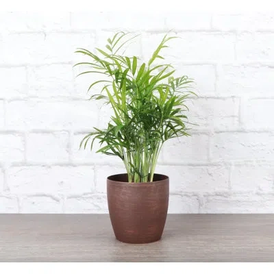 Thorsen's Greenhouse Live Neanthe Bella Palm Plant In Classic Pot In Copper