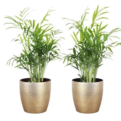 Thorsen's Greenhouse Live Parlor Palm Plant In Gold Pots