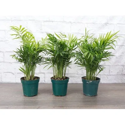 Thorsen's Greenhouse Live Parlor Palm Plant Set In Green