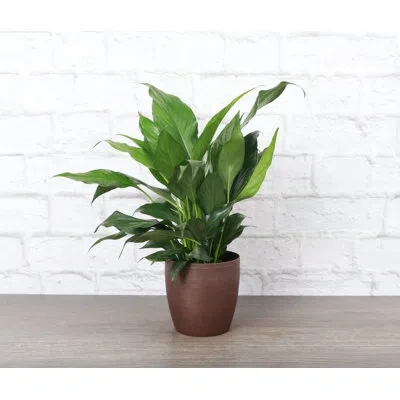 Thorsen's Greenhouse Live Peace Lily Plant In Classic Pot In Green