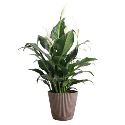 Thorsen's Greenhouse Live Peace Lily Plant In Ruffle Pot, 4-inch Diameter In Brown