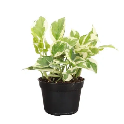 Thorsen's Greenhouse Live Pearls And Jade Pothos Plant In Green