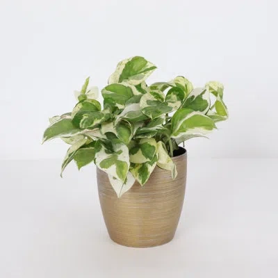 Thorsen's Greenhouse Live Pearls And Jade Pothos Plant In Gold Pot In Green