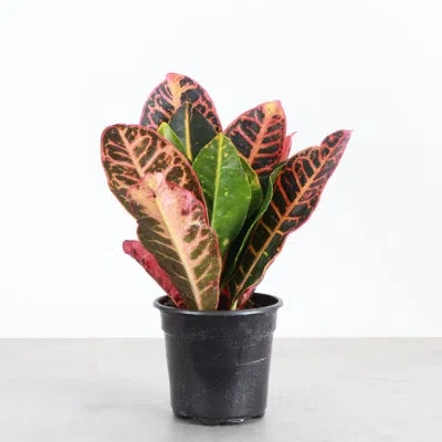 Thorsen's Greenhouse Live Petra Croton Plant In Black