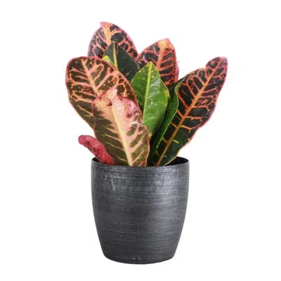 Thorsen's Greenhouse Live Petra Croton Plant In Classic Pot In Multi