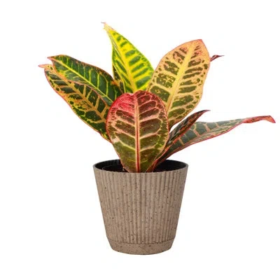 Thorsen's Greenhouse Live Petra Croton Plant In Ruffle Pot, 4-inch Diameter In Coffee