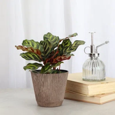 Thorsen's Greenhouse Live Pet-safe Calathea Peacock Plant In Ruffle Pot, 4-inch Diameter In Coffee