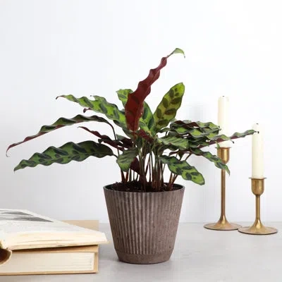 Thorsen's Greenhouse Live Pet-safe Calathea Rattlesnake Plant In Ruffle Pot, 4-inch Diameter In Multi