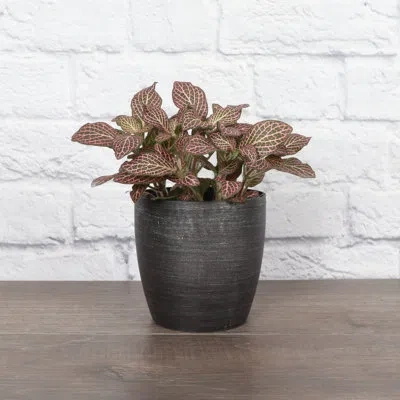 Thorsen's Greenhouse Live Pink Fittonia Nerve Plant In Classic Pot In Animal Print