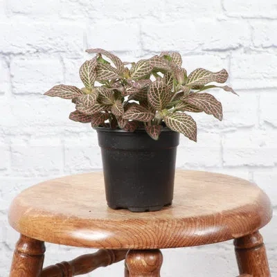 Thorsen's Greenhouse Live Pink Fittonia Nerve Plant In Black